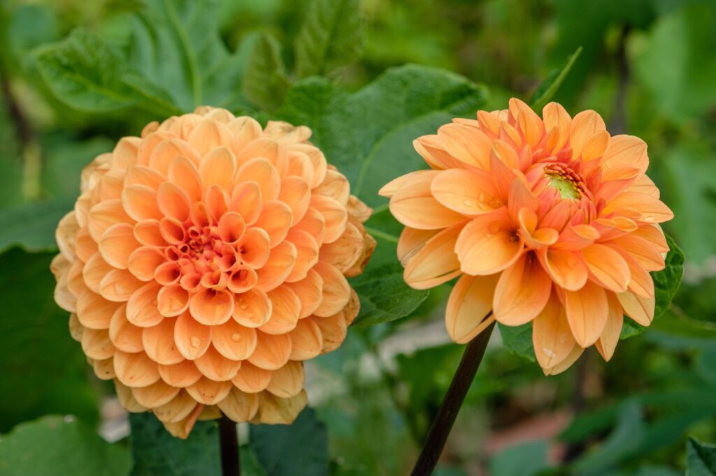 dahlia mount pleasant sc