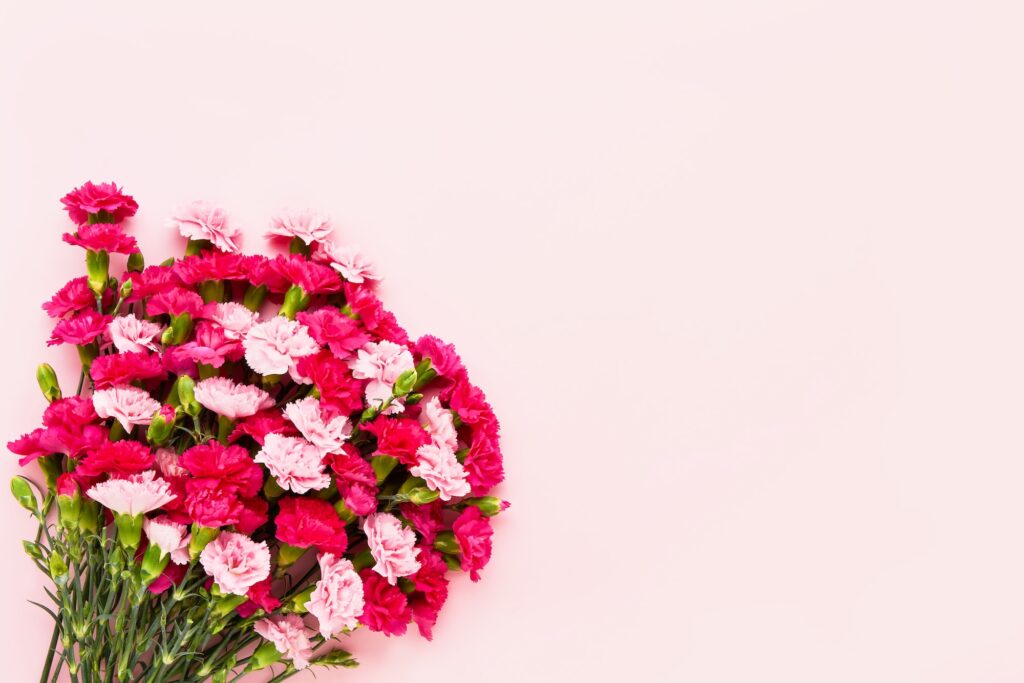 Pink carnation flowers bouquet on pink background. Mother's day, Valentines Day bouquet