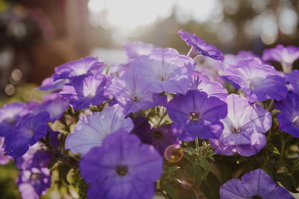 lighting to keep flowers lasting longer